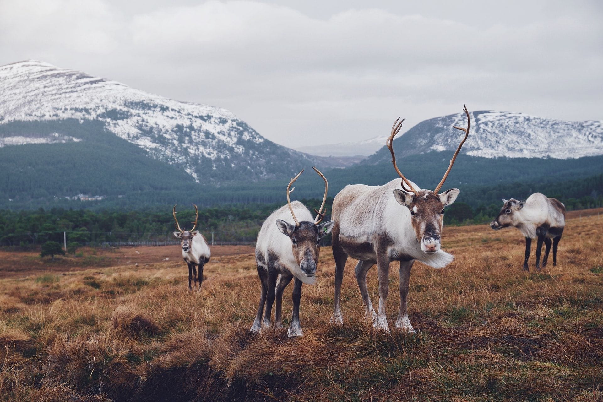four-reindeer-in-field-in-front-of-mountains-in-the-cairngorms-scotland-christmas-weekend-breaks-uk