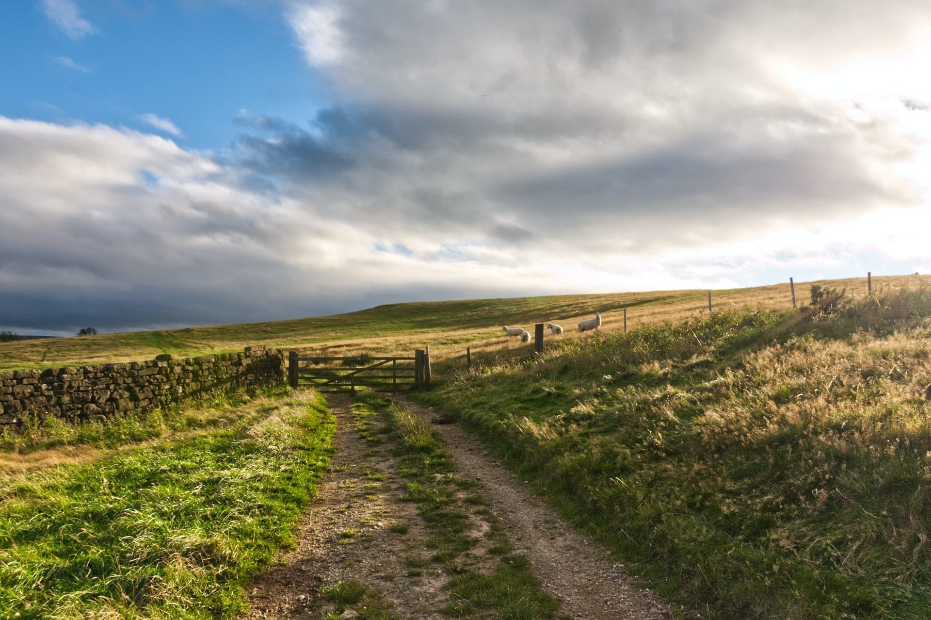 sheep-in-field-at-sunset-in-north-york-moors-yorkshire