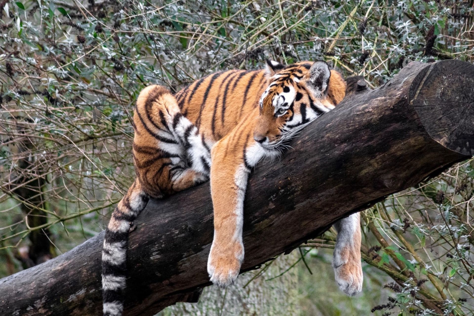 tiger-lying-down-on-tree-log-at-longleat-safari-park