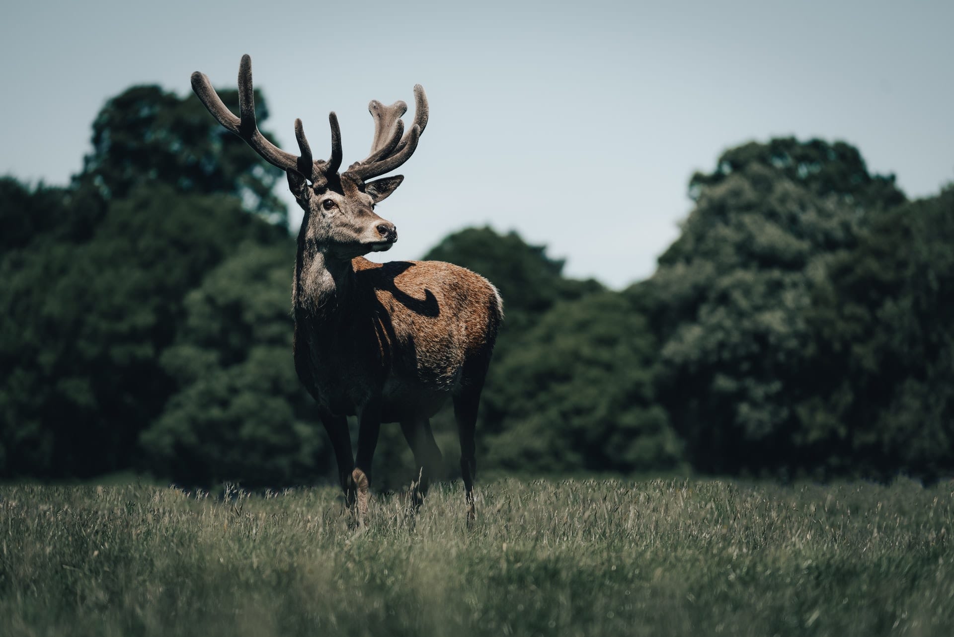 brown-deer-on-green-grass-field-at-dusk-at-wollaton-hall-and-park-nottingham