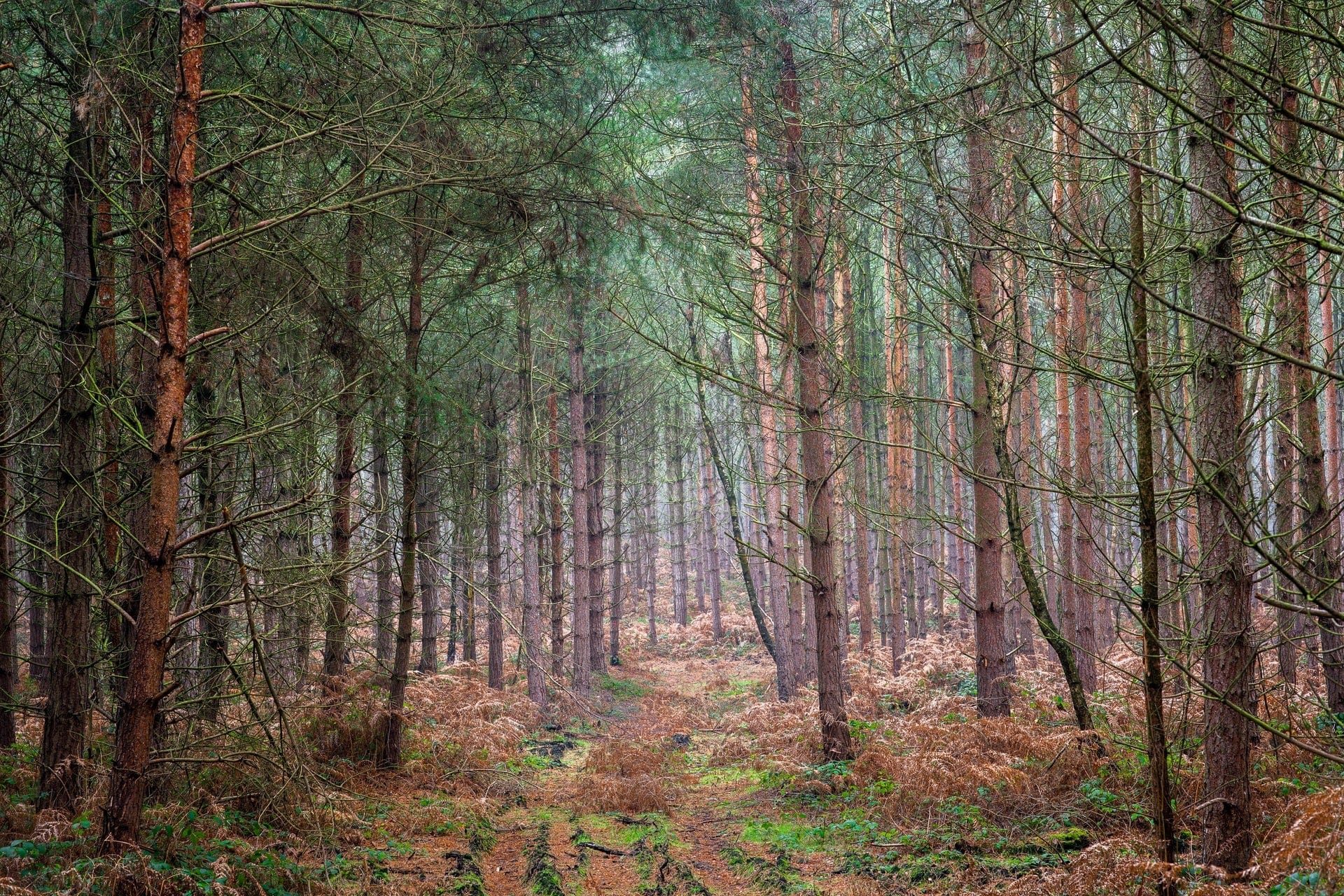 forest-path-leading-through-pine-trees-sherwood-forest-nottingham