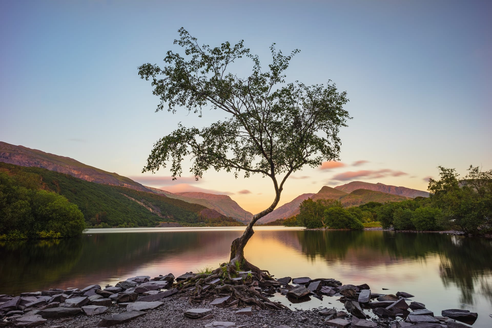 lone-tree-standing-by-llyn-padarn-lake-by-mountains-at-sunrise-in-llanberis-snowdonia-national-park-wales