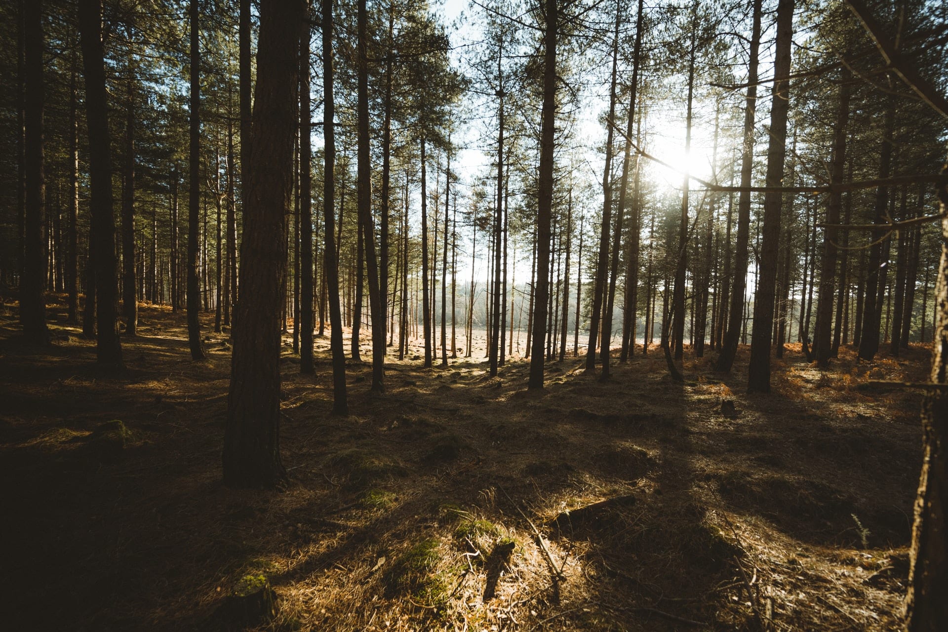 sunlight-pouring-into-forest-new-forest-national-park-england