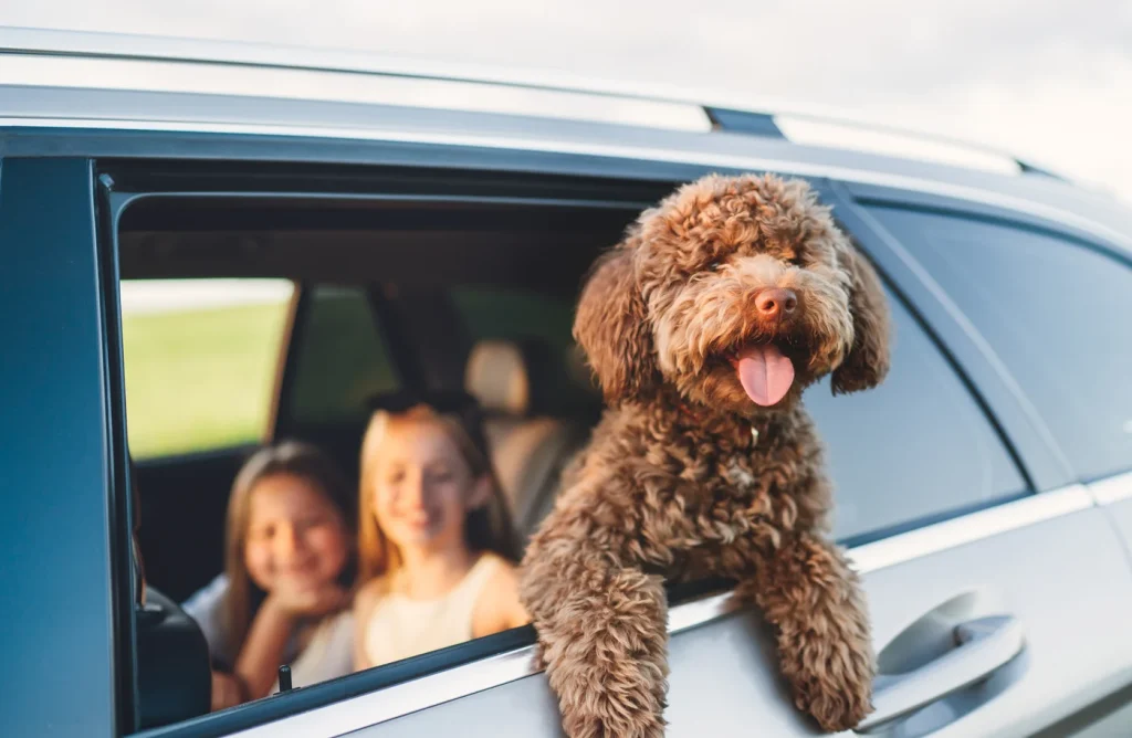 A British guide to keeping your dog safe in the car